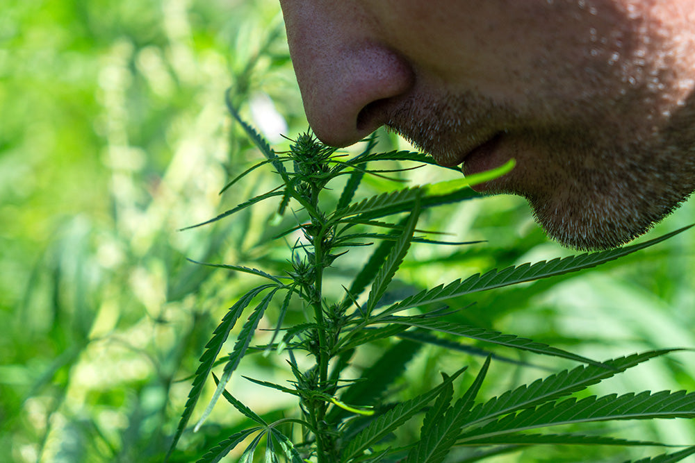 Cannabis in der Blte: Fakten  HIZEN