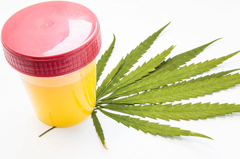 Wie lange ist Cannabis im Urin nachweisbar?