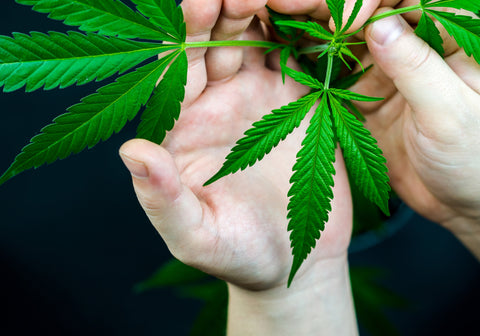 Du möchtest einen Cannabis Social Club gründen? So geht’s!