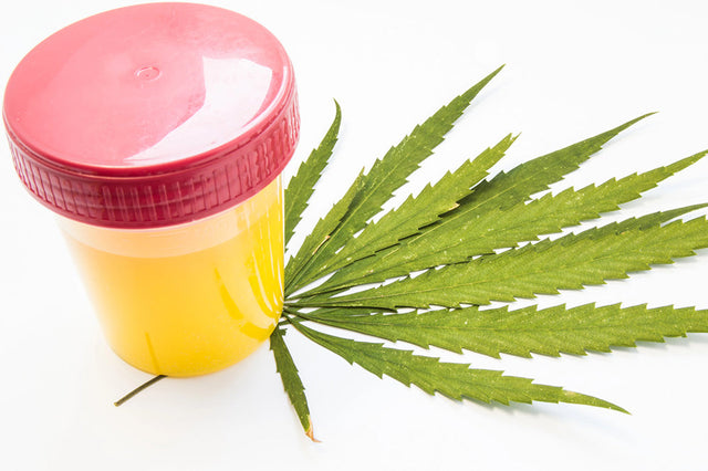 Wie Lange Ist Eine Nase Speed Nachweisbar Wie lange ist Cannabis im Urin nachweisbar? – HIZEN