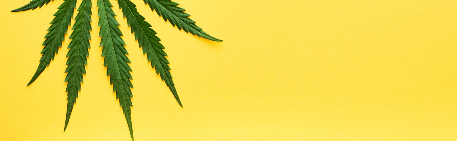 Die Legalisierung von Cannabis in Deutschland