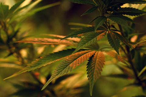 Was mit Terpenen bei längerer Hitzeeinwirkung passiert