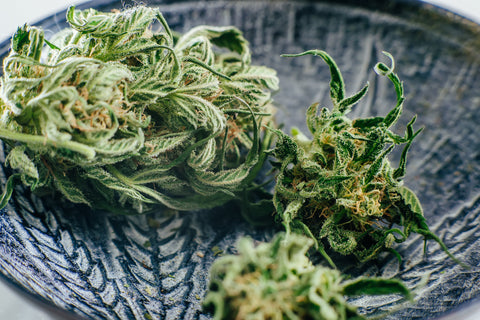 CULTIVA HANFEXPO 2025 – Alles, was du wissen musst